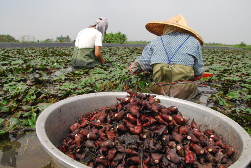 Harvesting water caltrop