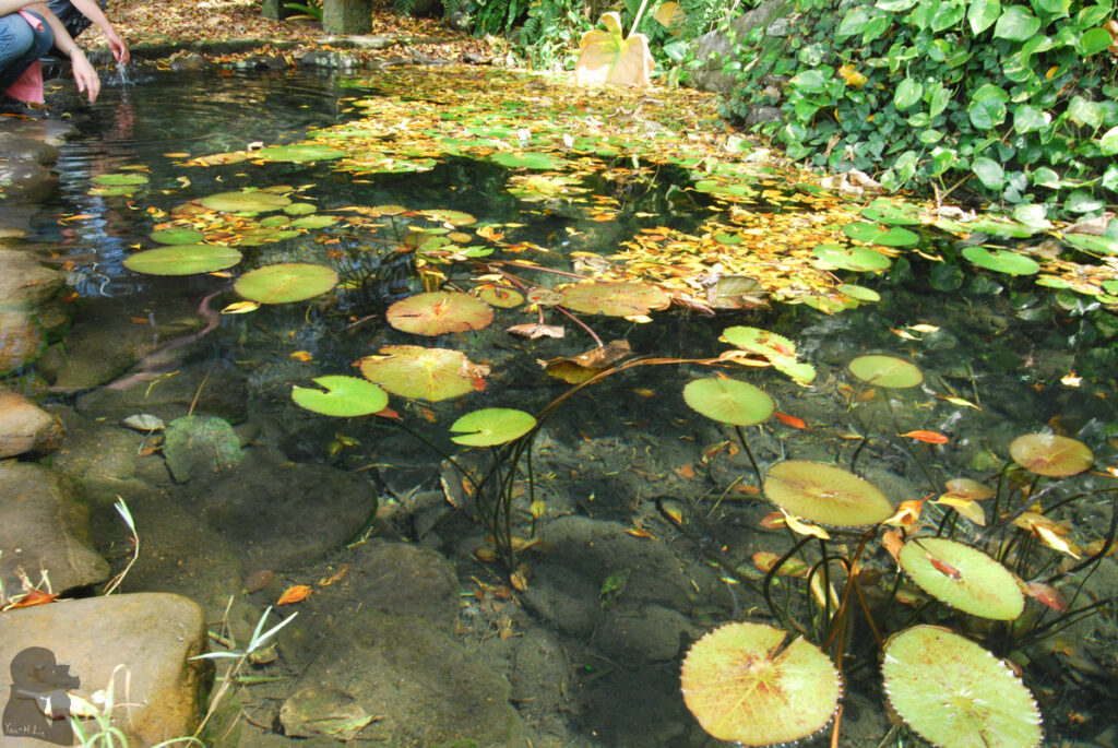 Guishan Island (龜山島), the Giant Turtle Off the Coast of Yilan Precious spring water of the island