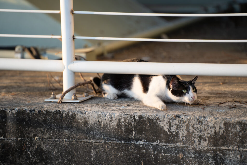 Kaohsiung Music Center (高流), the Stylish Giant Hive Standing by the Pier a cat
