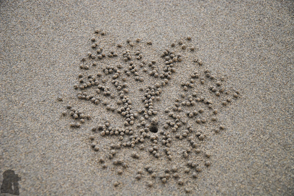 A Laidback Afternoon on Mashagou Beach (馬沙溝), Tainan Mashagou Beach 馬沙溝
