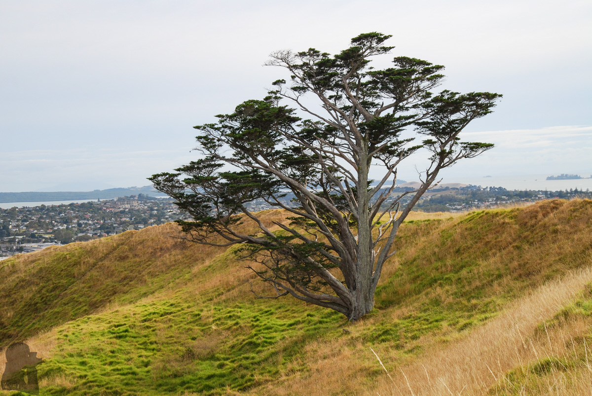 Maungarei Mt Wellington