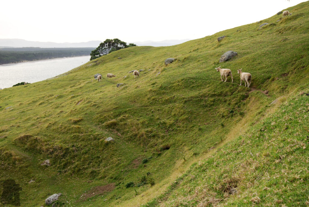 Mauao / Mount Maunganui