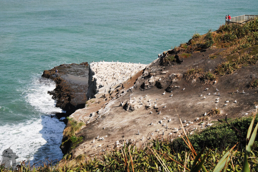 Muriwai Beach, the Gannet Colony, and the Healing Waves along the Western Coast of Auckland Muriwai gannet colony