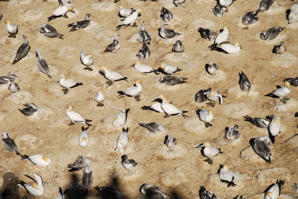 Muriwai Beach, the Gannet Colony, and the Healing Waves along the Western Coast of Auckland Muriwai gannet colony