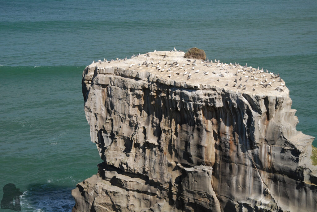Muriwai Beach, the Gannet Colony, and the Healing Waves along the Western Coast of Auckland Muriwai gannet colony