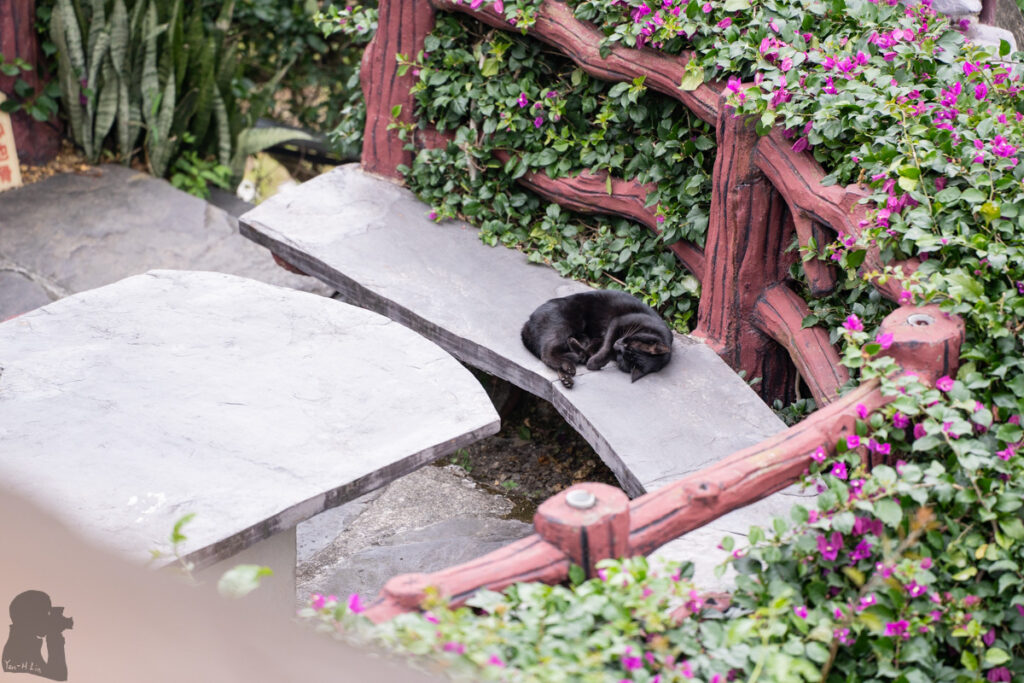 Shenshan (神山) and Wutai (霧台), the Communities in the Mountainous Southern Taiwan cat in the guesthouse