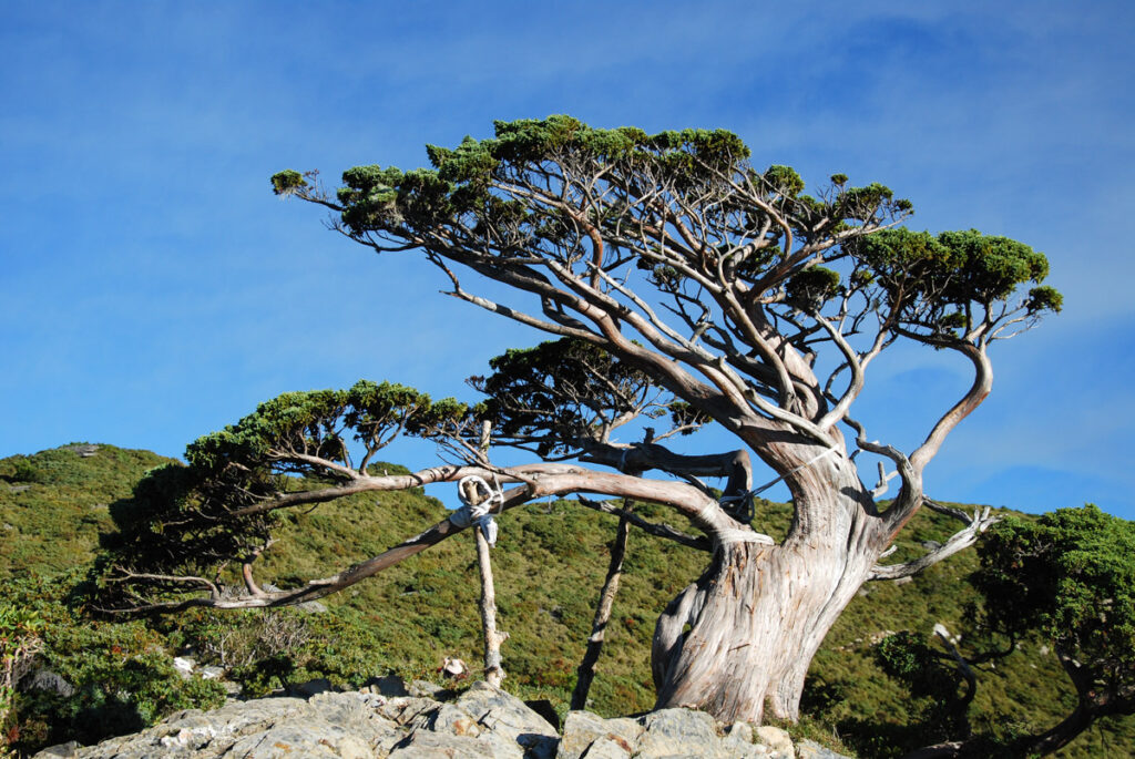 Sinkang Trail (新康橫斷), the Alpine Hike that Traverses Historic Events single-seed juniper Famous Xiangyang Tree