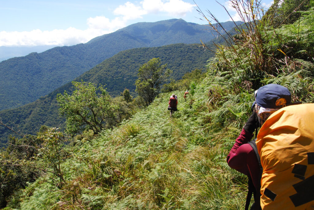 Sinkang Trail (新康橫斷), the Alpine Hike that Traverses Historic Events Walking in lush ferns
