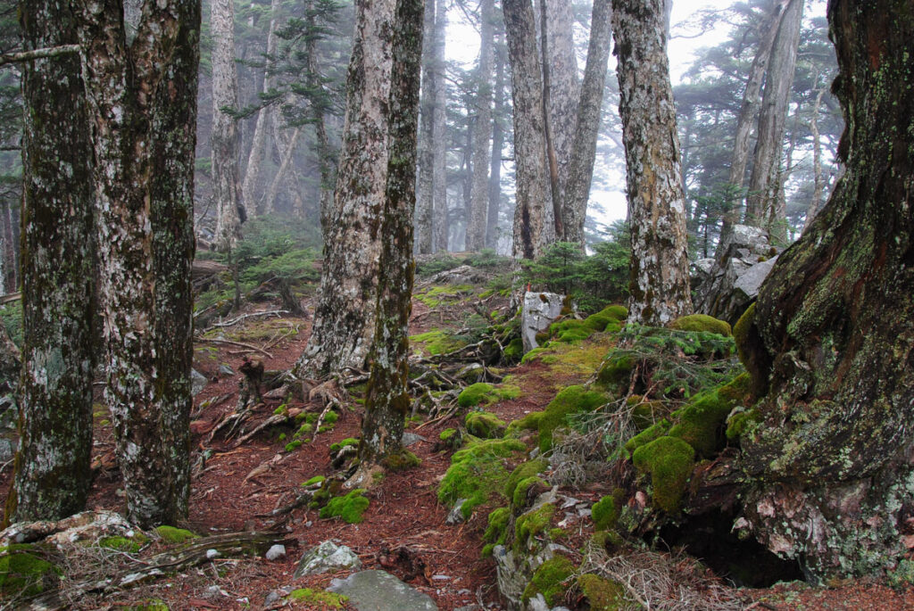 Xuejian Trail (雪劍縱走), Walking on a Prominent Ridge of Snow Mountain The rest of the hike to Siaojianshan after Jiayangshan