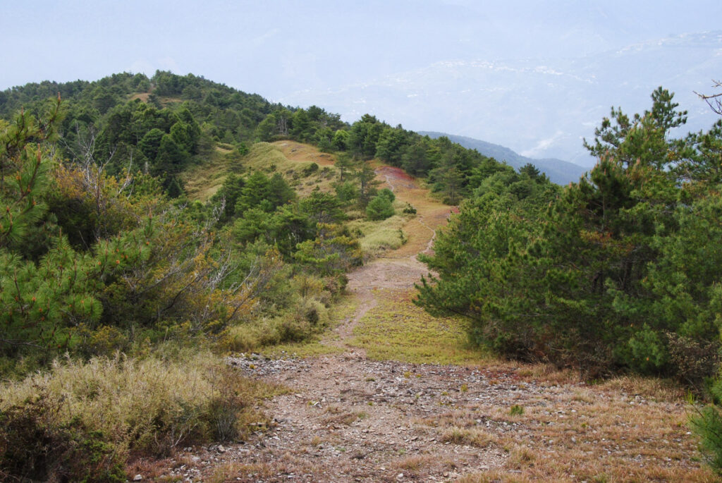 Xuejian Trail (雪劍縱走), Walking on a Prominent Ridge of Snow Mountain The trail follows the gap between woods