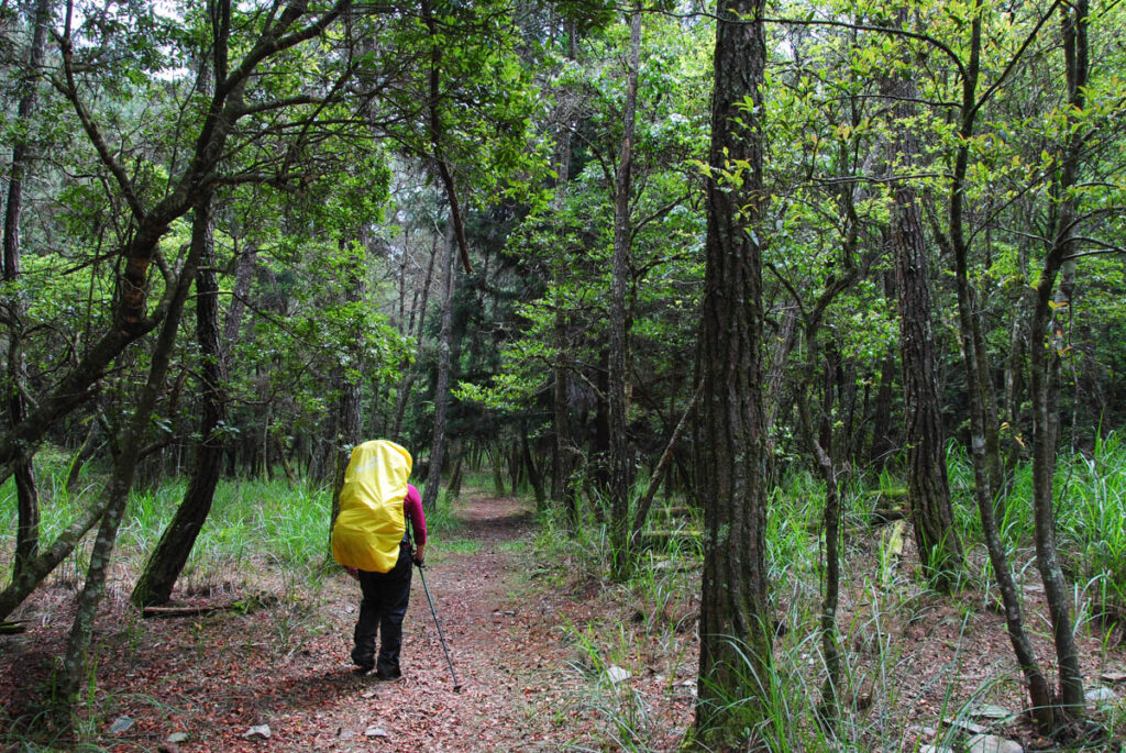 Xuejian Trail (雪劍縱走), Walking on a Prominent Ridge of Snow Mountain Songmao Forest Road
