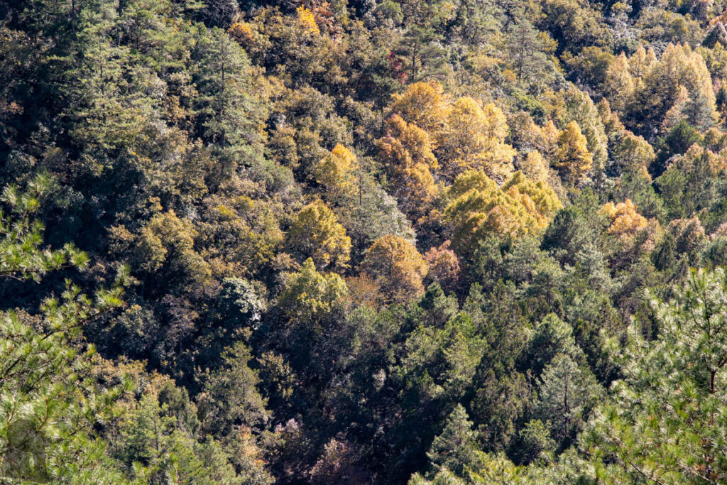 Xuejian Trail (雪劍縱走), Walking on a Prominent Ridge of Snow Mountain colorful trees