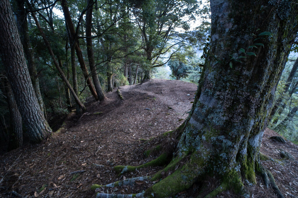 Xuejian Trail (雪劍縱走), Walking on a Prominent Ridge of Snow Mountain trail in the forest