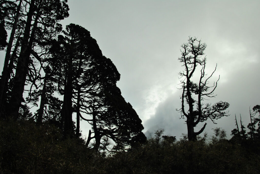 Xuejian Trail (雪劍縱走), Walking on a Prominent Ridge of Snow Mountain trees