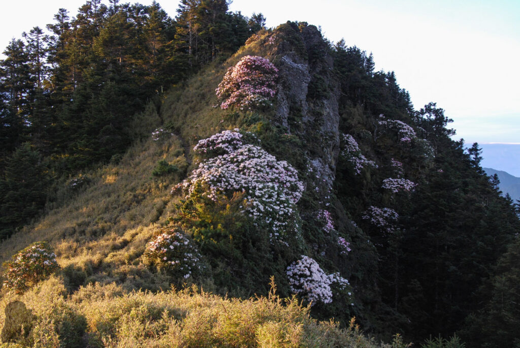 Mt. Bilu - Mt. Yangtou (畢祿羊頭), a Short Alpine Traverse above the Highway rhododendron bloom by the trail