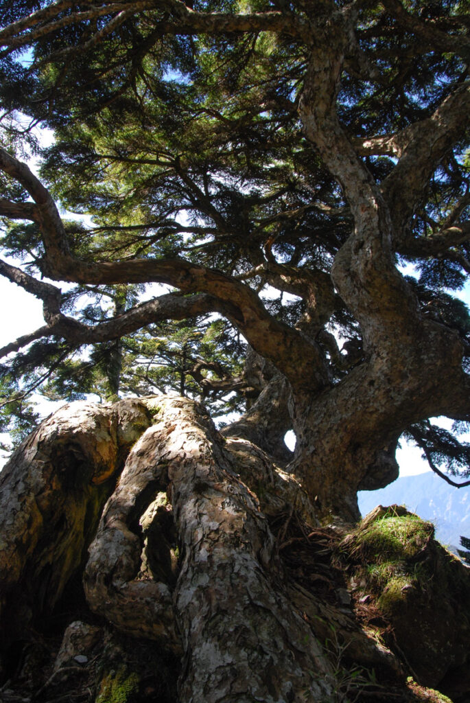 Mt. Bilu - Mt. Yangtou (畢祿羊頭), a Short Alpine Traverse above the Highway Yangtoushan Bilushan