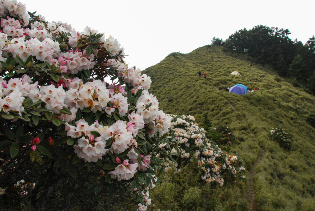 Mt. Bilu - Mt. Yangtou (畢祿羊頭), a Short Alpine Traverse above the Highway The small campsite by rhododendrons